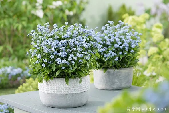 秋季适合种什么花?推荐这几种,清新脱俗,花量巨大,适合现在入手(图38) 适合秋季种的什么花卉有这些,清新脱俗花量巨大(图11)