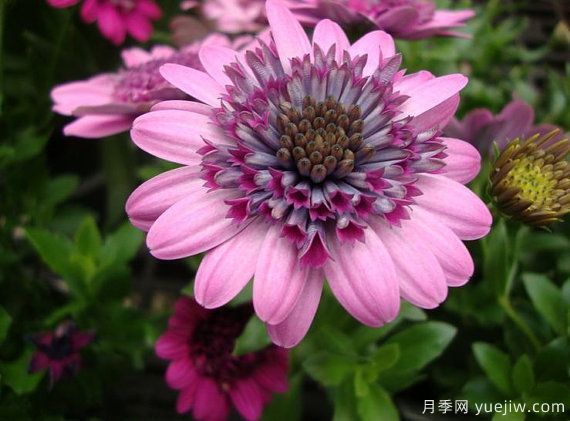 秋季适合种什么花?推荐这几种,清新脱俗,花量巨大,适合现在入手(图28) 适合秋季种的什么花卉有这些,清新脱俗花量巨大(图8)