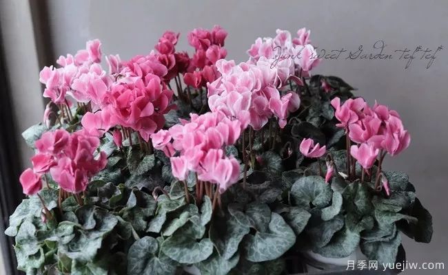 秋季适合种什么花?推荐这几种,清新脱俗,花量巨大,适合现在入手(图19) 适合秋季种的什么花卉有这些,清新脱俗花量巨大(图5)