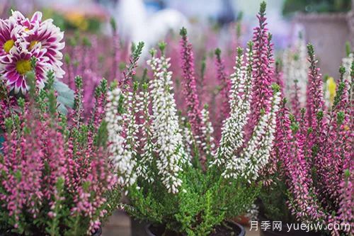 秋季适合种什么花?推荐这几种,清新脱俗,花量巨大,适合现在入手(图32) 适合秋季种的什么花卉有这些,清新脱俗花量巨大(图9)