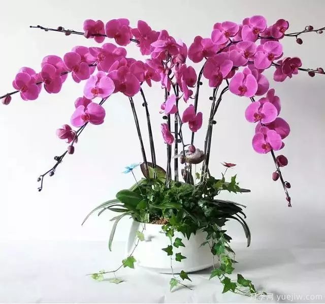 秋季适合种什么花?推荐这几种,清新脱俗,花量巨大,适合现在入手(图35) 适合秋季种的什么花卉有这些,清新脱俗花量巨大(图10)