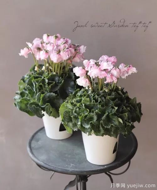 秋季适合种什么花?推荐这几种,清新脱俗,花量巨大,适合现在入手(图22) 适合秋季种的什么花卉有这些,清新脱俗花量巨大(图6)