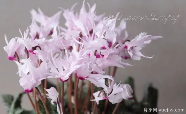 秋季适合种什么花?推荐这几种,清新脱俗,花量巨大,适合现在入手(图10) 适合秋季种的什么花卉有这些,清新脱俗花量巨大(图4)