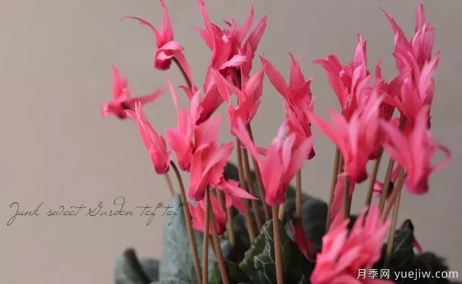 秋季适合种什么花?推荐这几种,清新脱俗,花量巨大,适合现在入手(图9) 适合秋季种的什么花卉有这些,清新脱俗花量巨大(图3)