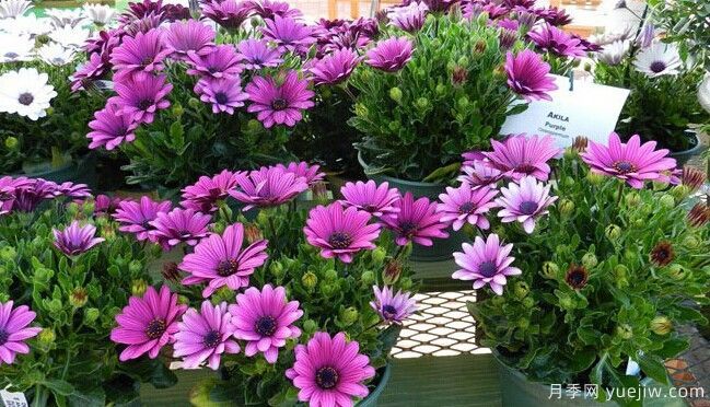 秋季适合种什么花?推荐这几种,清新脱俗,花量巨大,适合现在入手(图25) 适合秋季种的什么花卉有这些,清新脱俗花量巨大(图7)