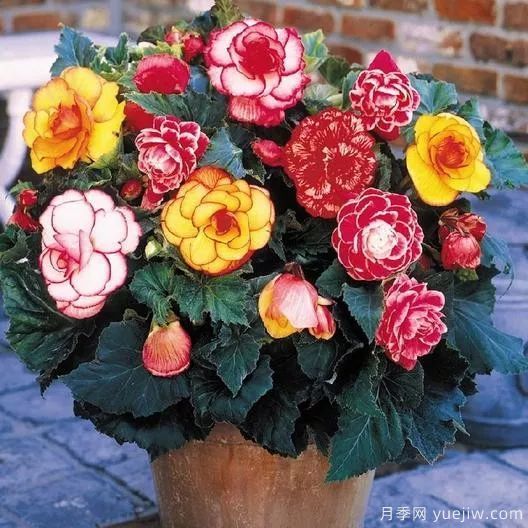 秋季适合种什么花?推荐这几种,清新脱俗,花量巨大,适合现在入手(图70) 适合秋季种的什么花卉有这些,清新脱俗花量巨大(图14)