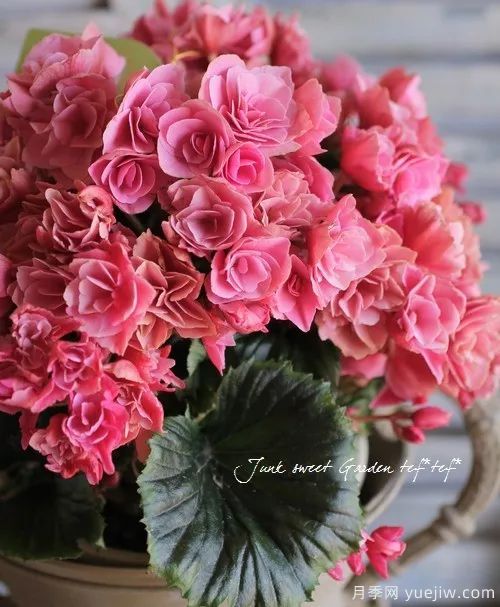 秋季适合种什么花?推荐这几种,清新脱俗,花量巨大,适合现在入手(图59) 适合秋季种的什么花卉有这些,清新脱俗花量巨大(图13)