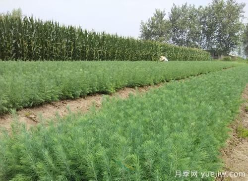 绿化采购雪松树苗注意哪些问题?(图1) 绿化采购雪松树苗注意哪些问题?(图1)