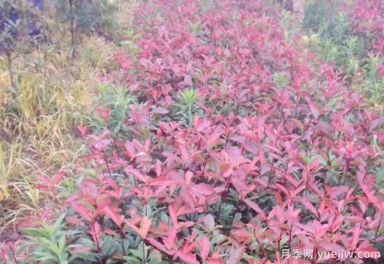 微电商下的红叶石楠苗木营销方法(图1) 微电商下的红叶石楠苗木营销方法(图1)
