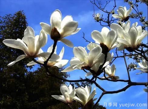 这8种观花类乔木是园林工程的首选树种(图2)