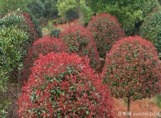 红叶石楠的四季栽培施肥要点(图1) 红叶石楠的四季栽培施肥要点(图1)