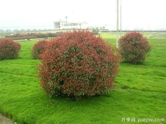 红叶石楠的四季栽培施肥要点(图2) 红叶石楠的四季栽培施肥要点(图2)