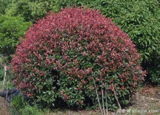 红叶石楠的四季栽培施肥要点(图3) 红叶石楠的四季栽培施肥要点(图3)