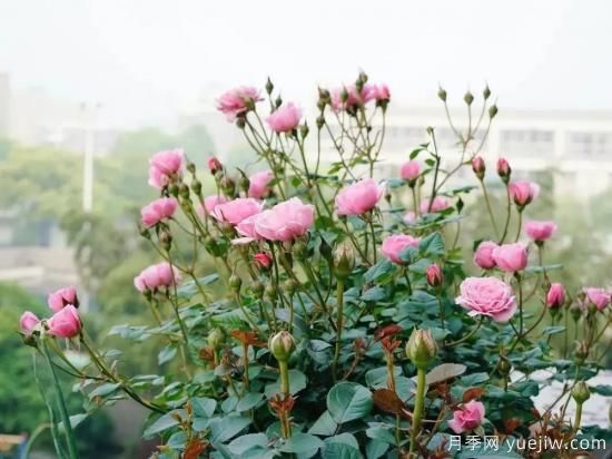 蕞值得拥有的8种月季,勤花还能爆盆(图1) 推荐8个勤花月季品种,轻松爆盆,最值得拥有(图1)