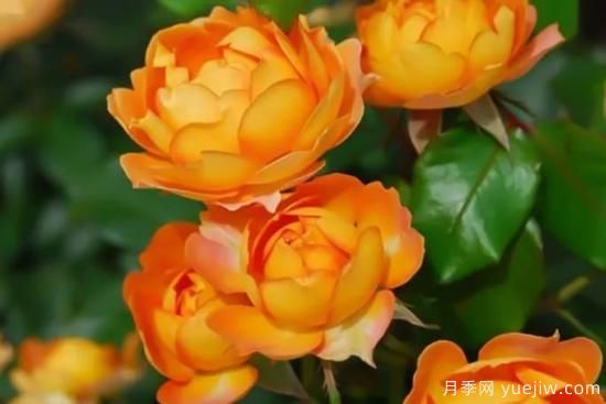 蕞值得拥有的8种月季,勤花还能爆盆(图2) 推荐8个勤花月季品种,轻松爆盆,最值得拥有(图2)