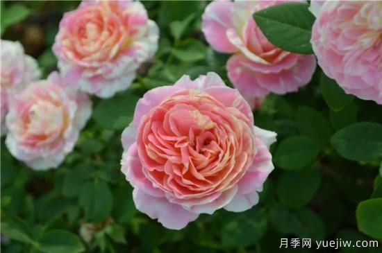 推荐8个勤花月季品种，轻松爆盆，最值得拥有(图3)