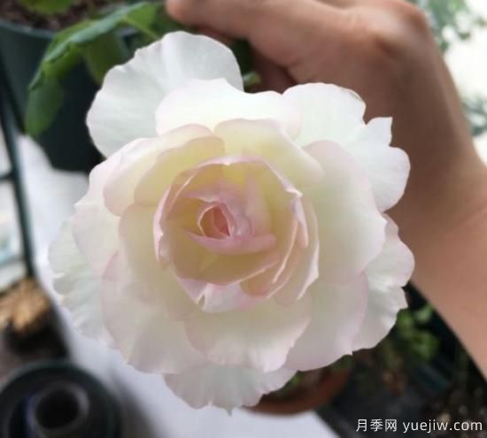 蕞值得拥有的8种月季,勤花还能爆盆(图4) 推荐8个勤花月季品种,轻松爆盆,最值得拥有(图4)