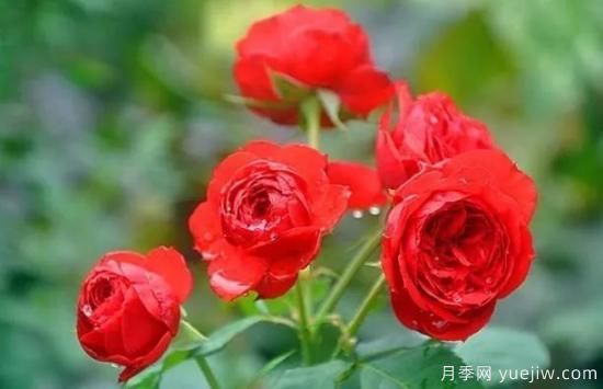 推荐8个勤花月季品种，轻松爆盆，最值得拥有(图6)