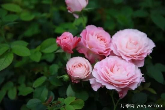推荐8个勤花月季品种，轻松爆盆，最值得拥有(图7)