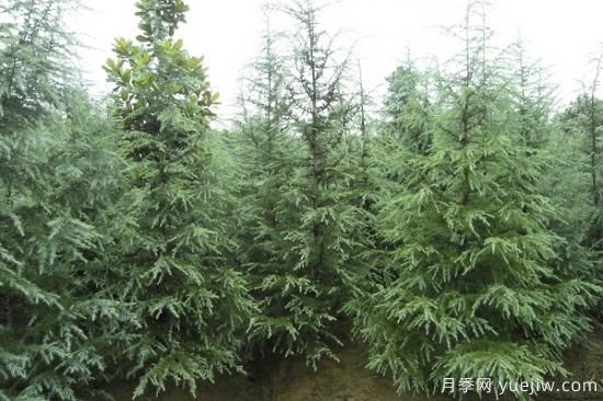 雪松价钱为什么会有差别?(图1) 雪松价钱为什么会有差别?(图1)