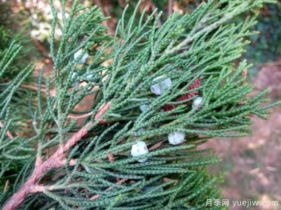 地被用龙柏苗栽培管理技术(图1) 地被用龙柏苗栽培管理技术(图1)