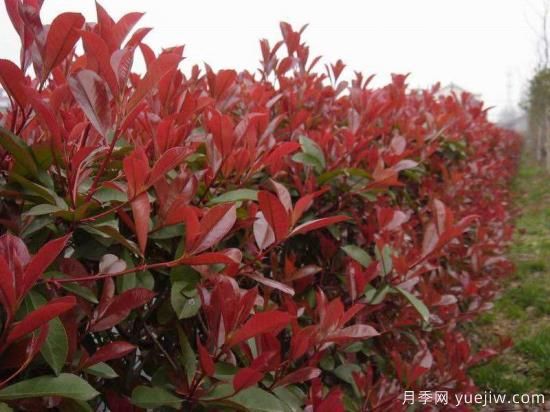 园林红叶石楠苗木的处理和运输(图1) 园林红叶石楠苗木的处理和运输(图1)