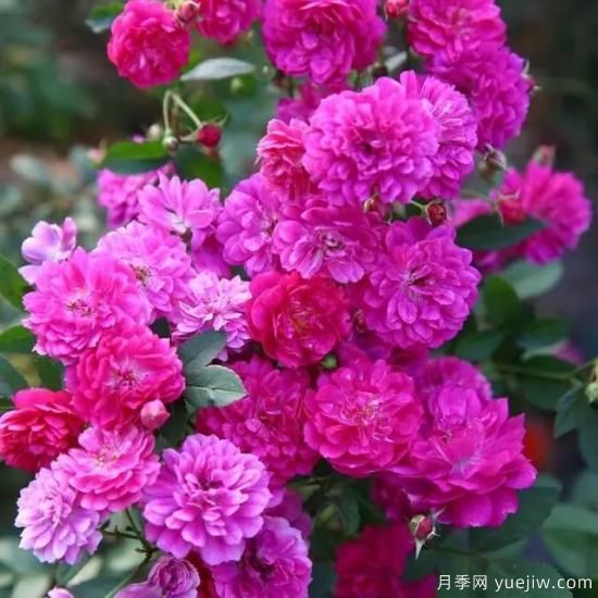 月季迷,有这些品种你值得拥有(图2) 月季花友们,这些经典月季品种你值得拥有(图1)