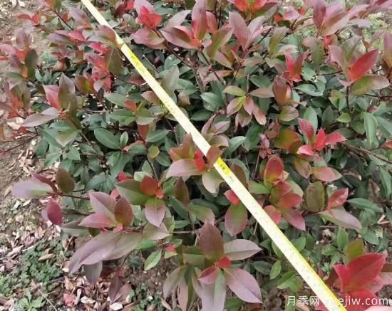 高杆红叶石楠怎么培育才能长出嫩叶?(图1) 高杆红叶石楠怎么培育才能长出嫩叶?(图1)