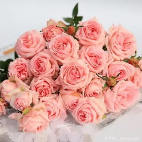 月季迷,有这些品种你值得拥有(图4) 月季花友们,这些经典月季品种你值得拥有(图2)