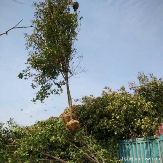 红叶石楠在施工过程中有哪些需要注意的?(图1) 红叶石楠在施工过程中有哪些需要注意的?(图1)