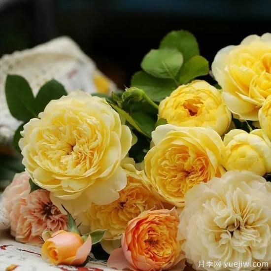 月季迷,有这些品种你值得拥有(图8) 月季花友们,这些经典月季品种你值得拥有(图4)