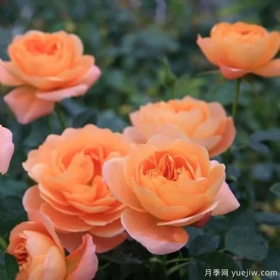 月季迷,有这些品种你值得拥有(图10) 月季花友们,这些经典月季品种你值得拥有(图5)