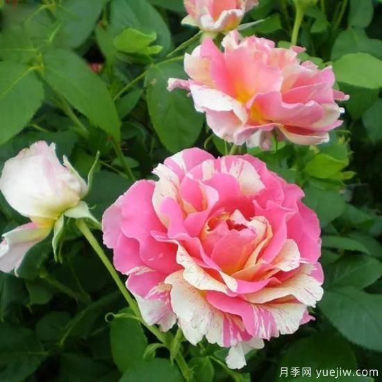 月季迷,有这些品种你值得拥有(图14) 月季花友们,这些经典月季品种你值得拥有(图7)