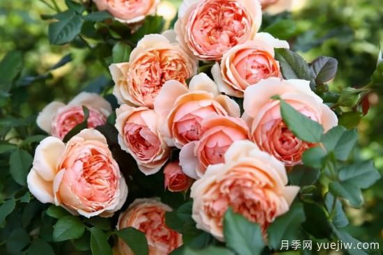 强烈推荐的11种月季花，阳台变花园不是梦(图2)