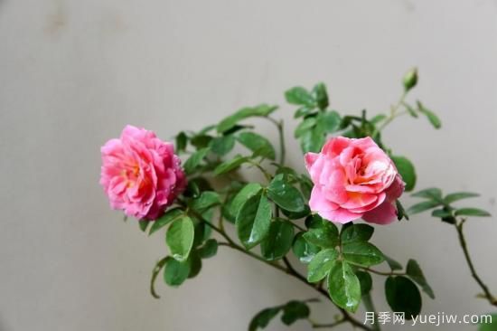 强烈推荐的11种月季花，阳台变花园不是梦(图4)