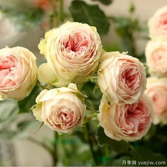 月季迷,有这些品种你值得拥有(图16) 月季花友们,这些经典月季品种你值得拥有(图8)