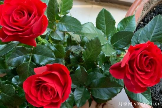 强烈推荐的11种月季花，阳台变花园不是梦(图11)