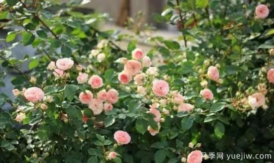 月季迷,有这些品种你值得拥有(图26) 月季花友们,这些经典月季品种你值得拥有(图13)