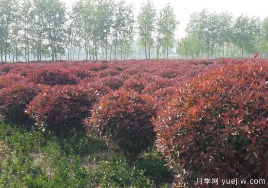 红叶石楠在片植时部分死亡是什么原因?(图1) 红叶石楠在片植时部分死亡是什么原因?(图1)