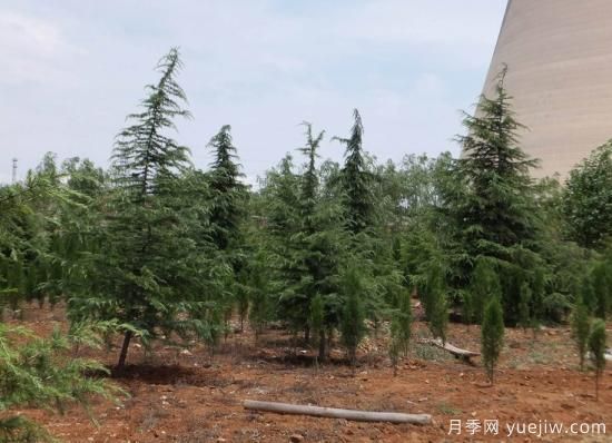 雪松种类有哪些?雪松种类图片大全(图1) 雪松种类有哪些?4个雪松种类图片(图1)