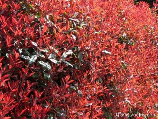 红叶石楠蕞好的品种是红罗宾还是红唇吗?(图1) 红叶石楠最好的品种是红罗宾还是红唇吗?(图1)