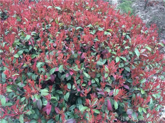 红叶石楠生长速度快能够带动石楠的销量(图1) 红叶石楠生长速度快能够带动石楠的销量吗(图1)