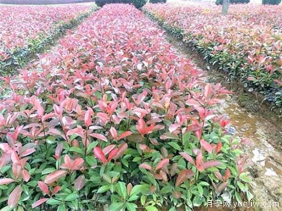 红叶石楠树地接的优质种植方法(图1) 红叶石楠树地接的优质种植方法(图1)
