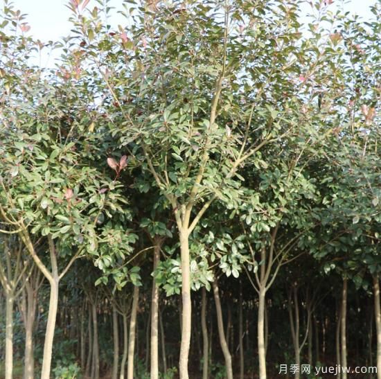 培育红叶石楠独杆树的方法(图1) 培育独杆红叶石楠树的方法(图1)