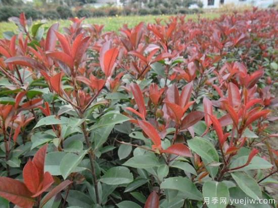 浅析绿化苗木种类与需水大小(图1) 绿化苗木种类与需水大小(图1)