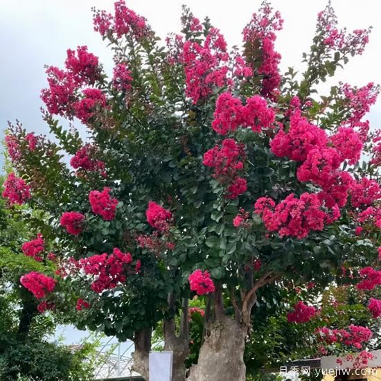 花灌木顶流“紫薇”,怎样做才更有价值?(图1) 紫薇,花灌木中的顶流,怎样做才更有价值(图1)