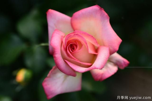 冬季养月季花,做好4要点,顺利越冬,来年开花多又艳(图4) 冬季如何养月季花?上肥浇水修剪清园(图1)