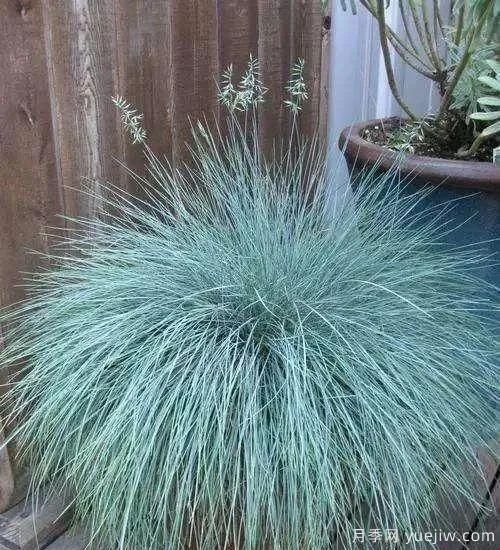 适宜北方种植的14种观赏草(图5)
