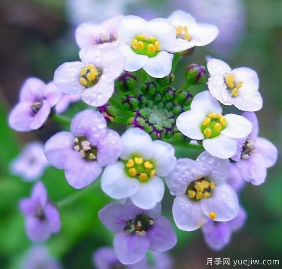 100种常见花卉的栽培大全，送给爱养花的你(图29)