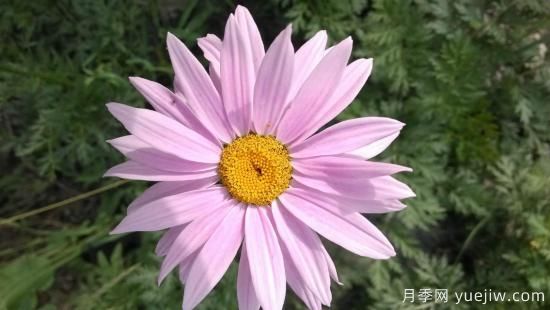 100种常见花卉的栽培大全，送给爱养花的你(图59)